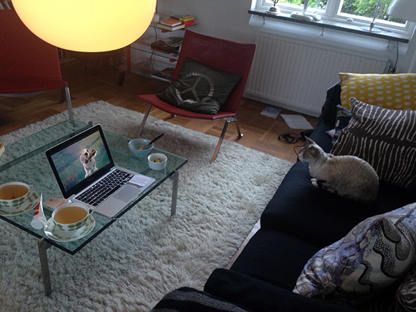 Katt tittar på hund